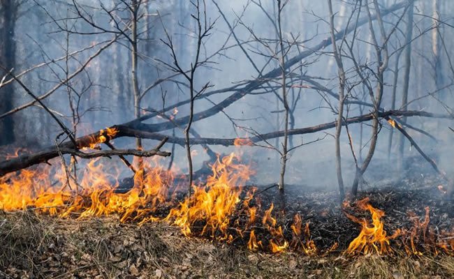 Agosto é o mês com maior número de queimadas em 2020